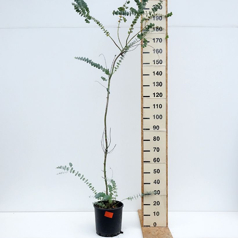 Amostra de Eucalyptus pulverulenta Baby Blue Vaso de 7,5 L/10 L tal como entregue no verão