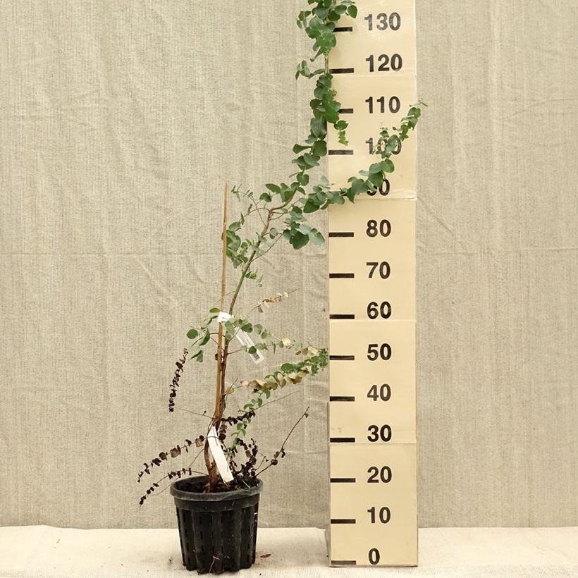 Amostra de Eucalyptus bridgesiana Vaso de 4 L/5 L tal como entregue no outono