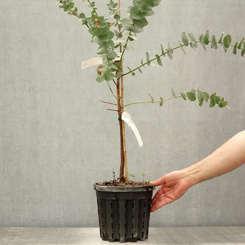Amostra de Eucalyptus bridgesiana Vaso de 4 L/5 L tal como entregue no verão