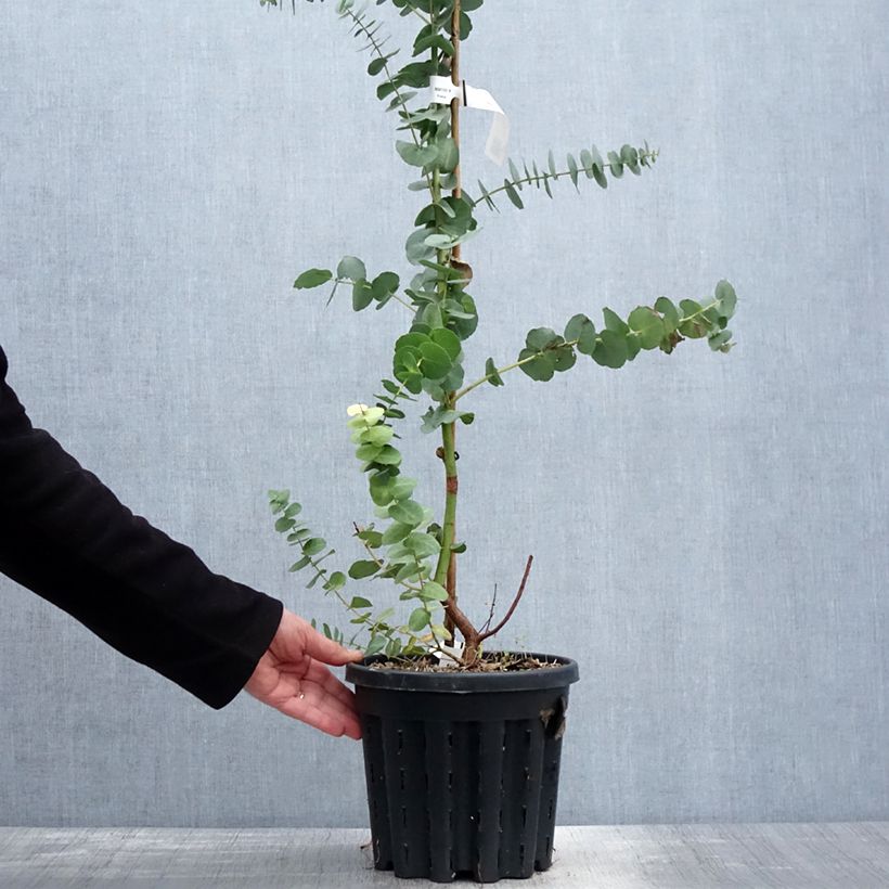 Amostra de Eucalyptus bridgesiana Vaso de 4 L/5 L tal como entregue na primavera