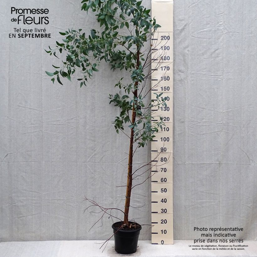 Amostra de Eucalyptus camaldulensis Rostrata Vaso de 7,5 L/10 L tal como entregue no outono