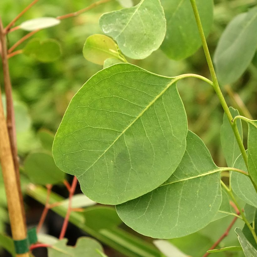 Eucalyptus camphora subsp. camphora (Folhagem)