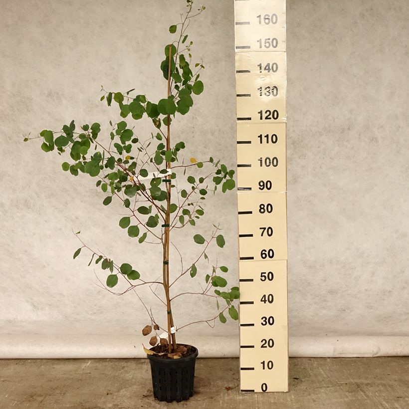 Amostra de Eucalyptus camphora subsp. camphora Vaso de 4 L/5 L tal como entregue no verão