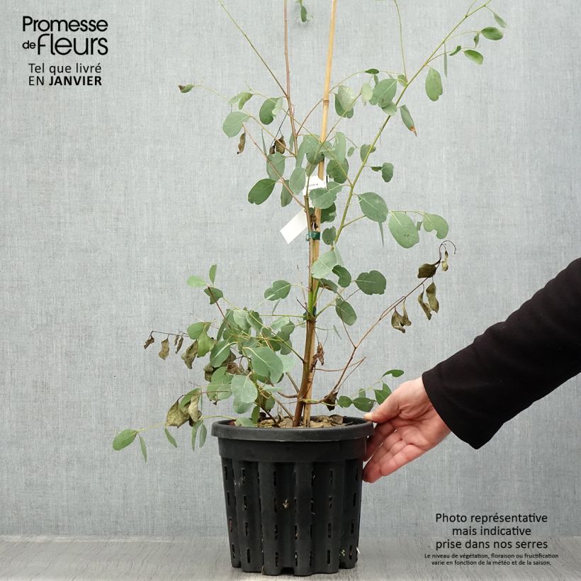 Amostra de Eucalyptus camphora subsp camphora - Gommier des marais Vaso de 4 L/5 L tal como entregue no inverno