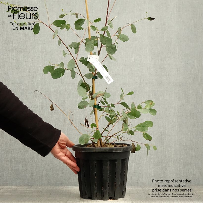 Amostra de Eucalyptus camphora subsp. camphora Vaso de 4 L/5 L tal como entregue na primavera