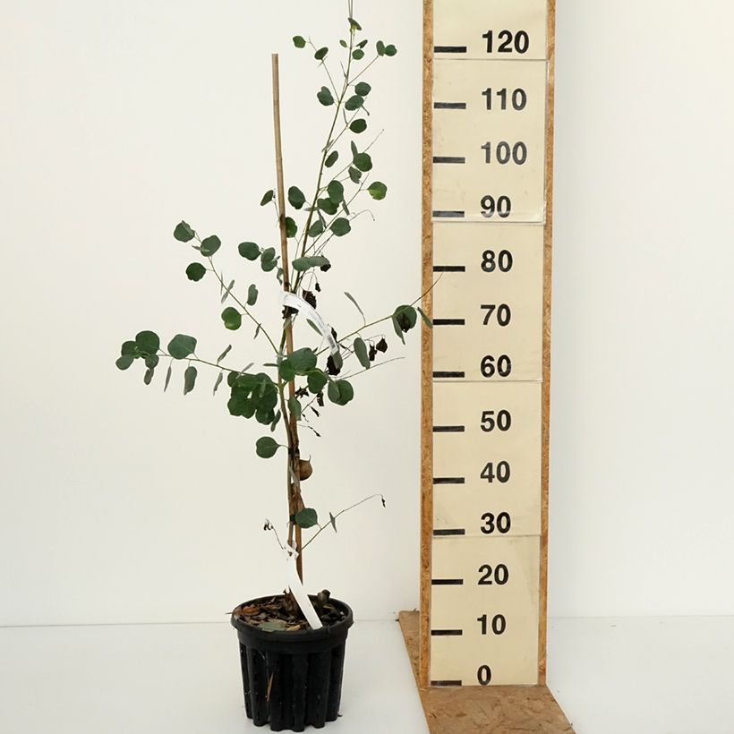 Amostra de Eucalyptus camphora subsp. camphora Vaso de 4 L/5 L tal como entregue no outono