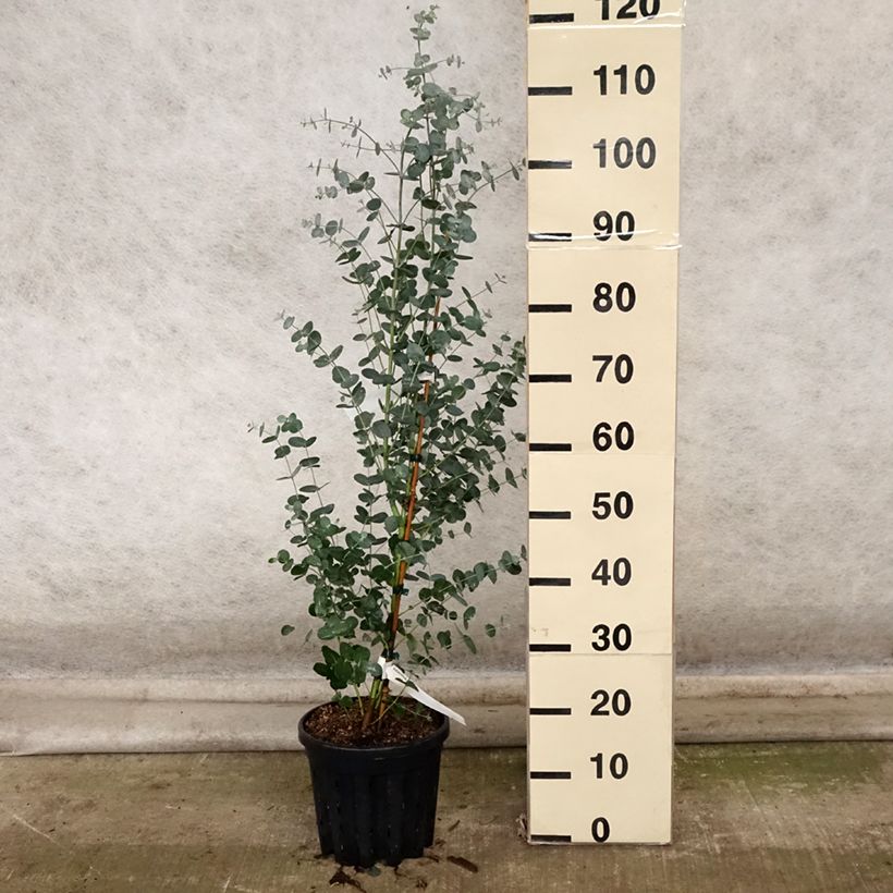Amostra de Eucalyptus camphora subsp. humeana Vaso de 4 L/5 L tal como entregue no outono