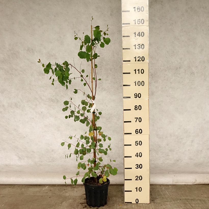 Amostra de Eucalyptus camphora subsp. humeana Vaso de 4 L/5 L tal como entregue no verão