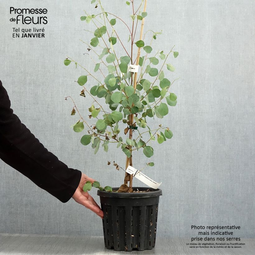 Amostra de Eucalyptus camphora subsp humeana - Gommier des marais de montagne Vaso de 4 L/5 L tal como entregue no inverno