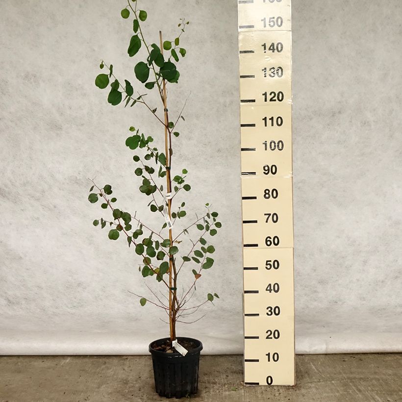 Amostra de Eucalyptus camphora subsp. humeana Vaso de 4 L/5 L tal como entregue na primavera