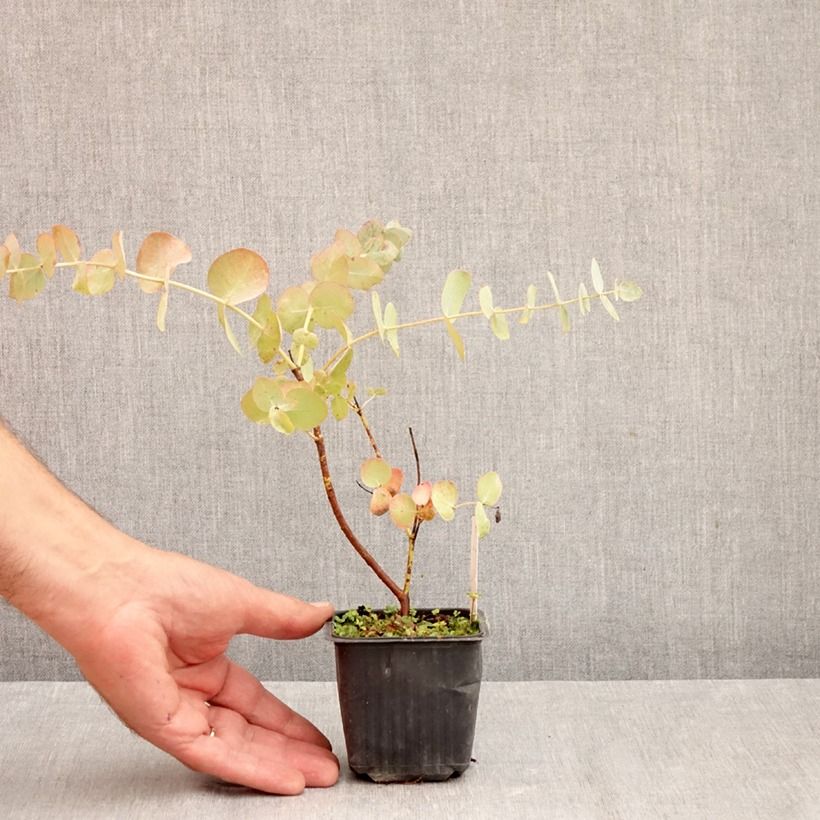 Amostra de Eucalyptus cinerea Silver Dollar Vaso de 8/9 cm tal como entregue no outono