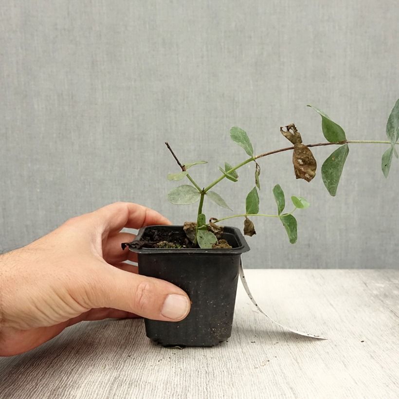 Amostra de Eucalyptus cinerea Silver Dollar Vaso de 8/9 cm tal como entregue no verão