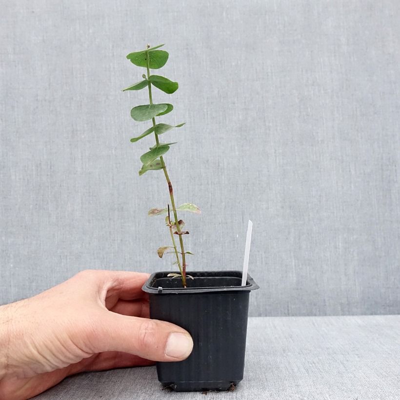Amostra de Eucalyptus cinerea Silver Dollar Vaso de 8/9 cm tal como entregue na primavera