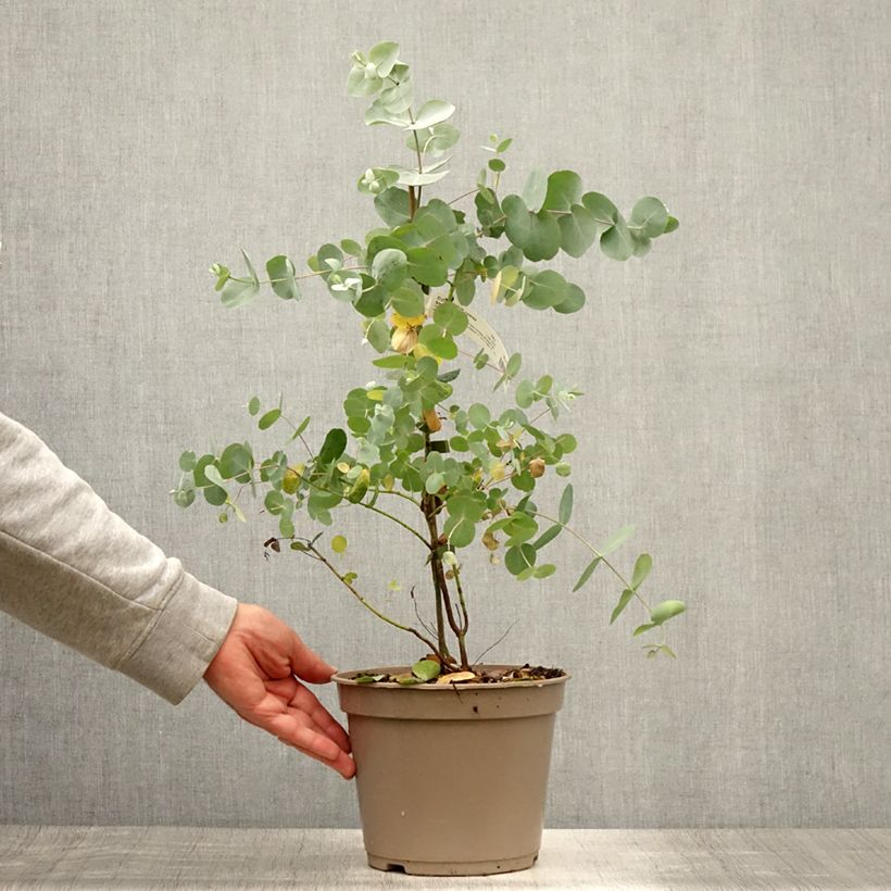 Amostra de Eucalyptus cinerea Silver Dollar Vaso de 2 L/3 L tal como entregue no verão