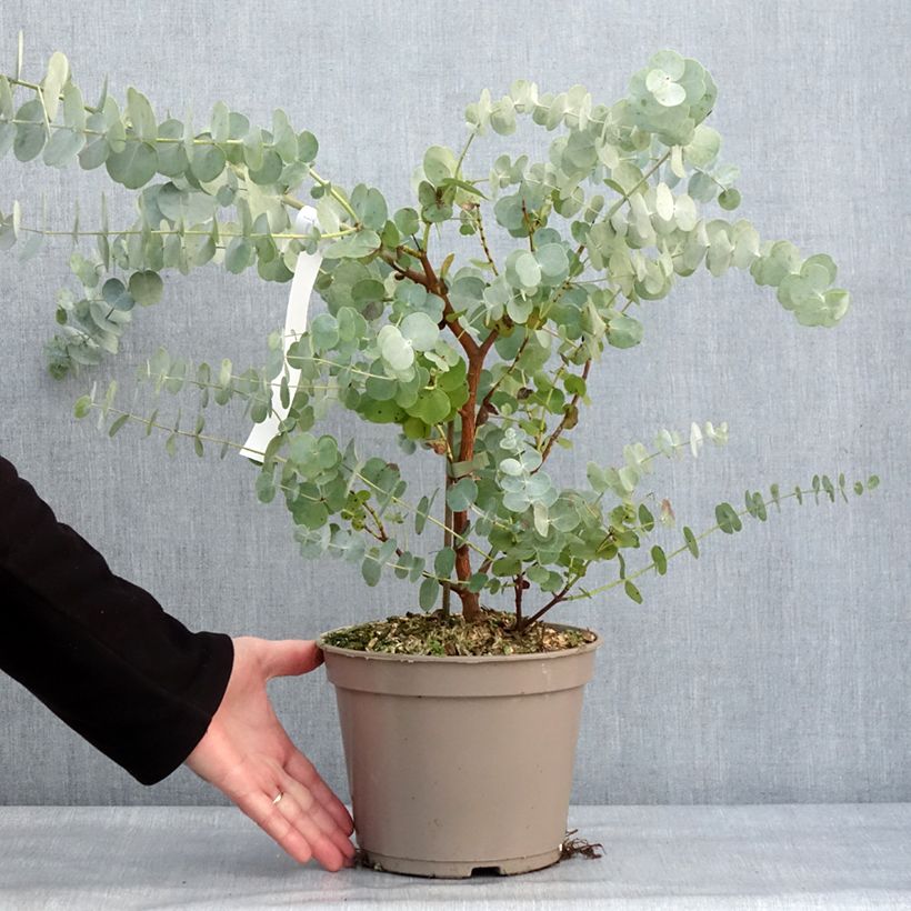 Amostra de Eucalyptus cinerea Silver Dollar Vaso de 2 L/3 L tal como entregue no inverno