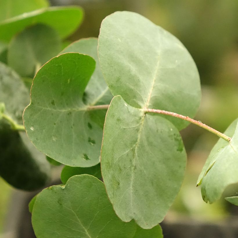 Eucalyptus cinerea Silver Dollar (Folhagem)
