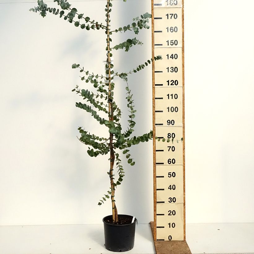 Amostra de Eucalyptus cinerea Silver Dollar Vaso de 7,5 L/10 L tal como entregue na primavera