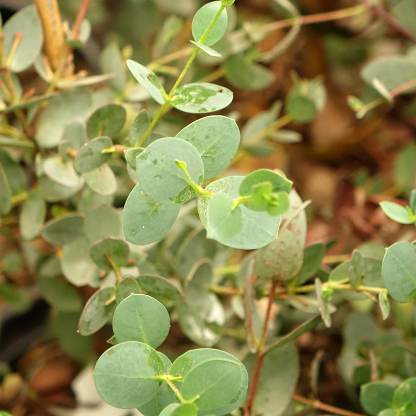 Eucalyptus coccifera Mt Field (Folhagem)