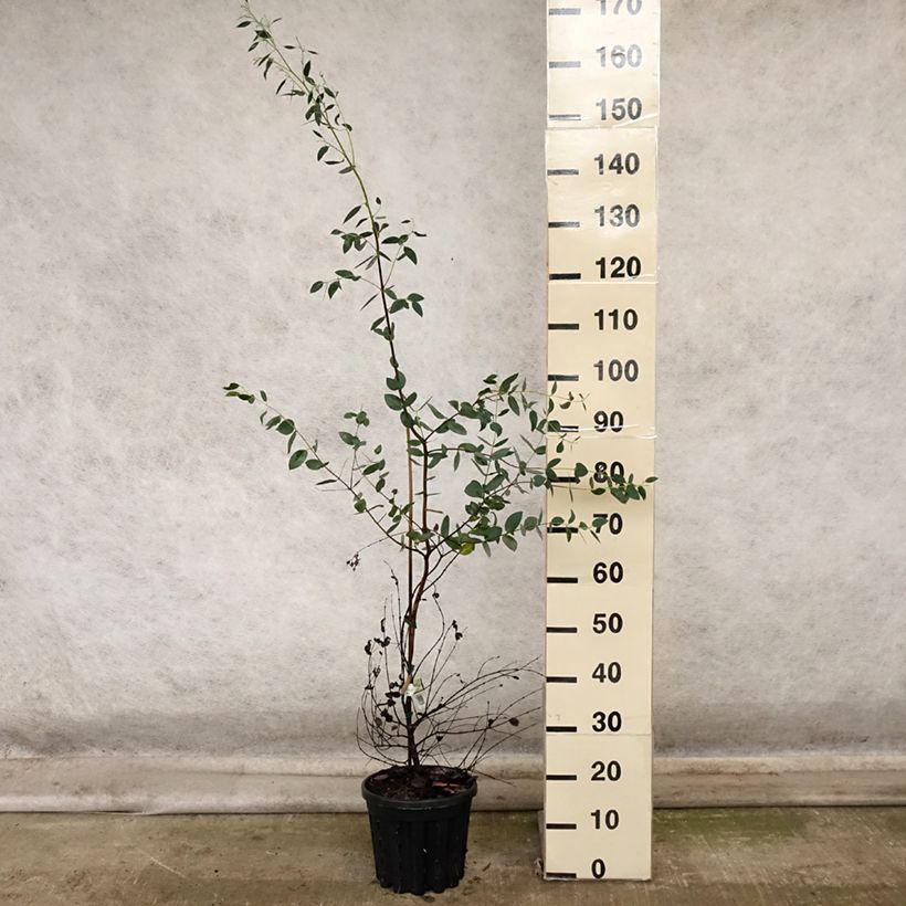 Amostra de Eucalyptus coccifera Mt Field Vaso de 4 L/5 L tal como entregue no outono