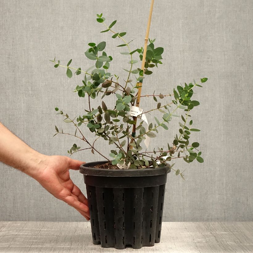 Amostra de Eucalyptus coccifera Mt Field Vaso de 4 L/5 L tal como entregue no verão