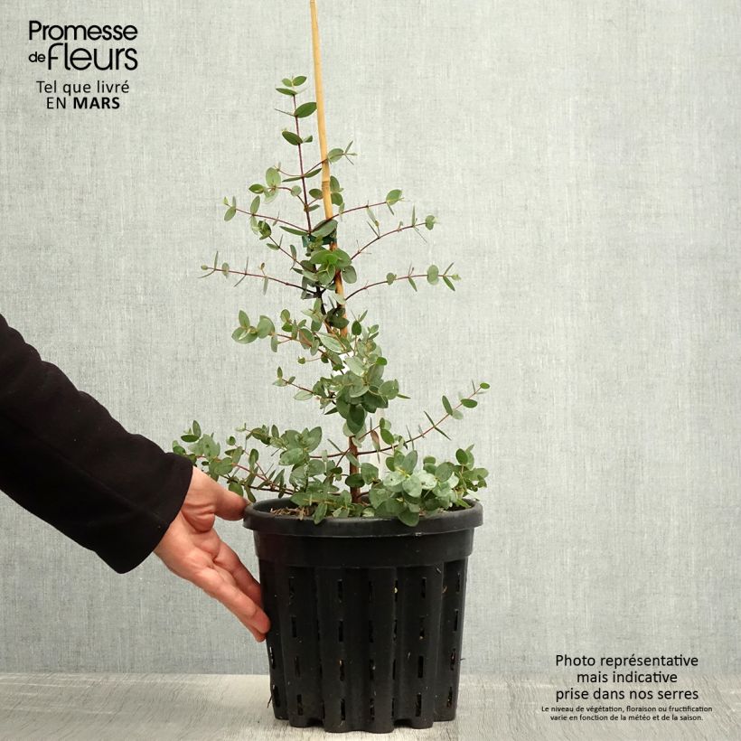 Amostra de Eucalyptus coccifera Mt Field Vaso de 4 L/5 L tal como entregue na primavera