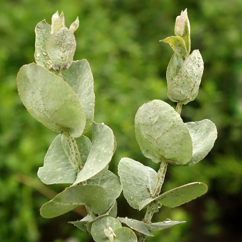 Eucalyptus cordata subsp. quadrangulosa (Folhagem)