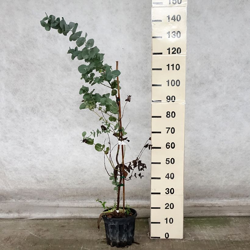 Amostra de Eucalyptus cordata subsp. quadrangulosa Vaso de 4 L/5 L tal como entregue no outono