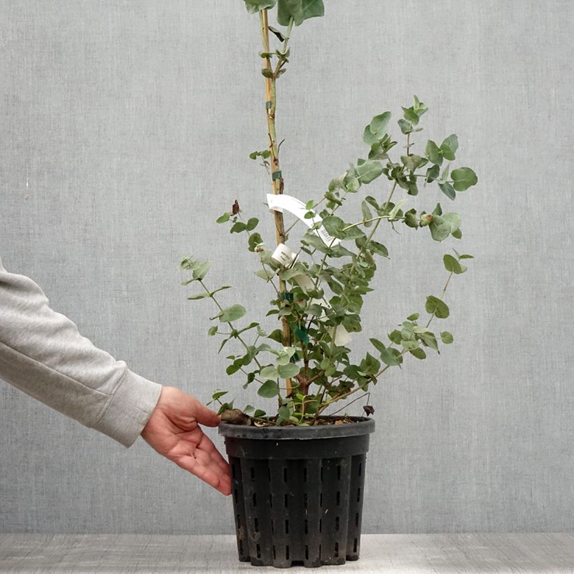 Amostra de Eucalyptus cordata subsp. quadrangulosa Vaso de 4 L/5 L tal como entregue no verão