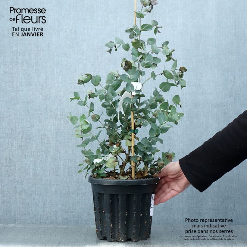 Amostra de Eucalyptus cordata subsp quadrangulosa Vaso de 4 L/5 L tal como entregue no inverno