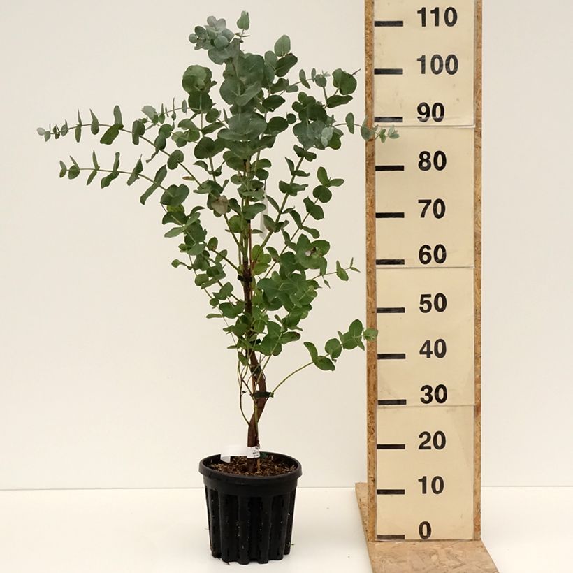 Amostra de Eucalyptus cordata subsp. quadrangulosa Vaso de 4 L/5 L tal como entregue na primavera