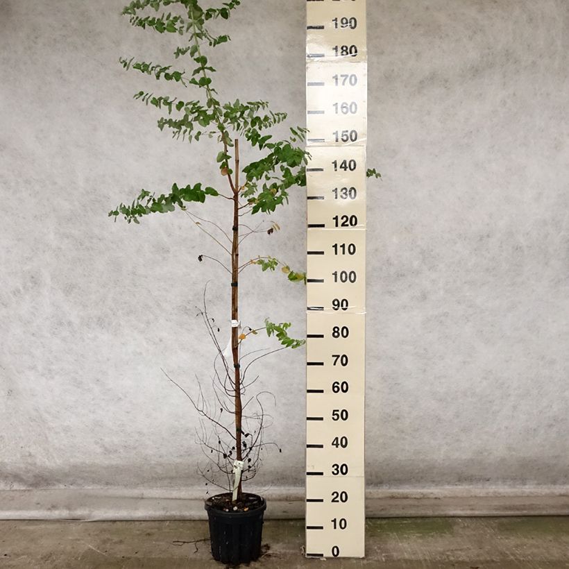 Amostra de Eucalyptus crenulata Vaso de 4 L/5 L tal como entregue no outono