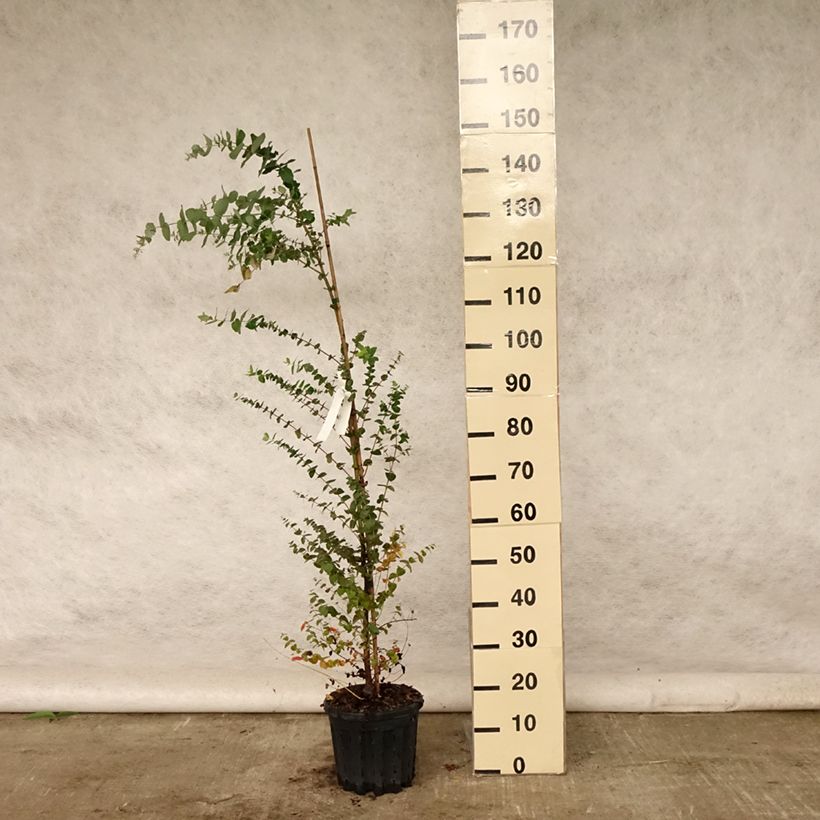 Amostra de Eucalyptus crenulata Vaso de 4 L/5 L tal como entregue no verão