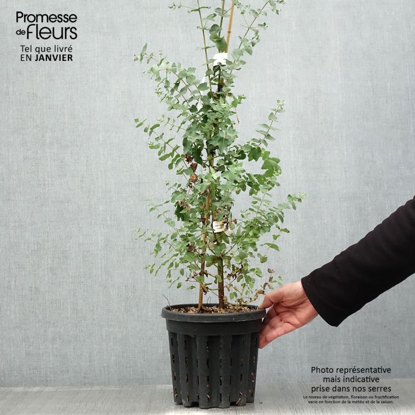 Amostra de Eucalyptus crenulata - Gommier crénelé Vaso de 4 L/5 L tal como entregue no inverno