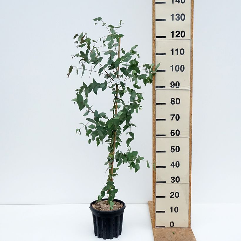 Amostra de Eucalyptus dalrympleana Vaso de 4 L/5 L tal como entregue no outono