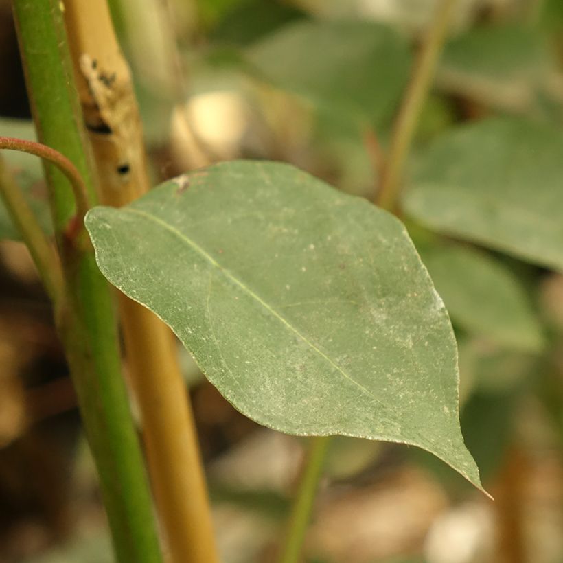 Eucalyptus deanei (Folhagem)
