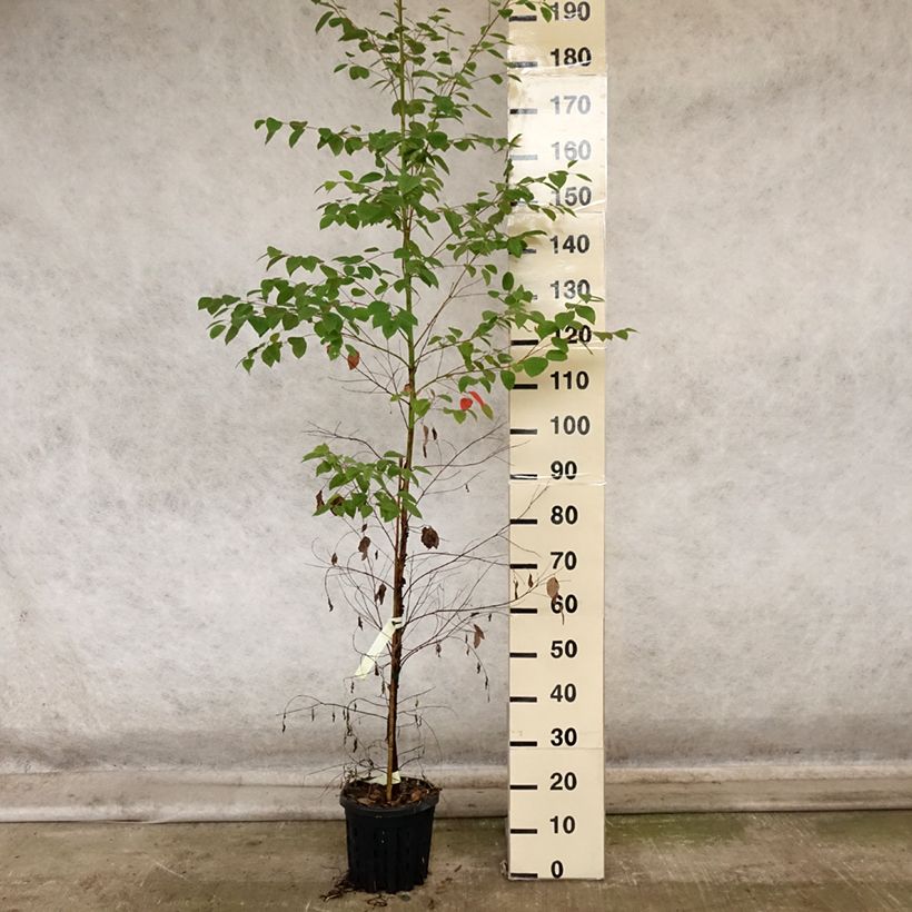 Amostra de Eucalyptus deanei Vaso de 4 L/5 L tal como entregue no outono