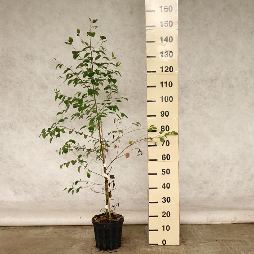 Amostra de Eucalyptus deanei Vaso de 4 L/5 L tal como entregue no verão