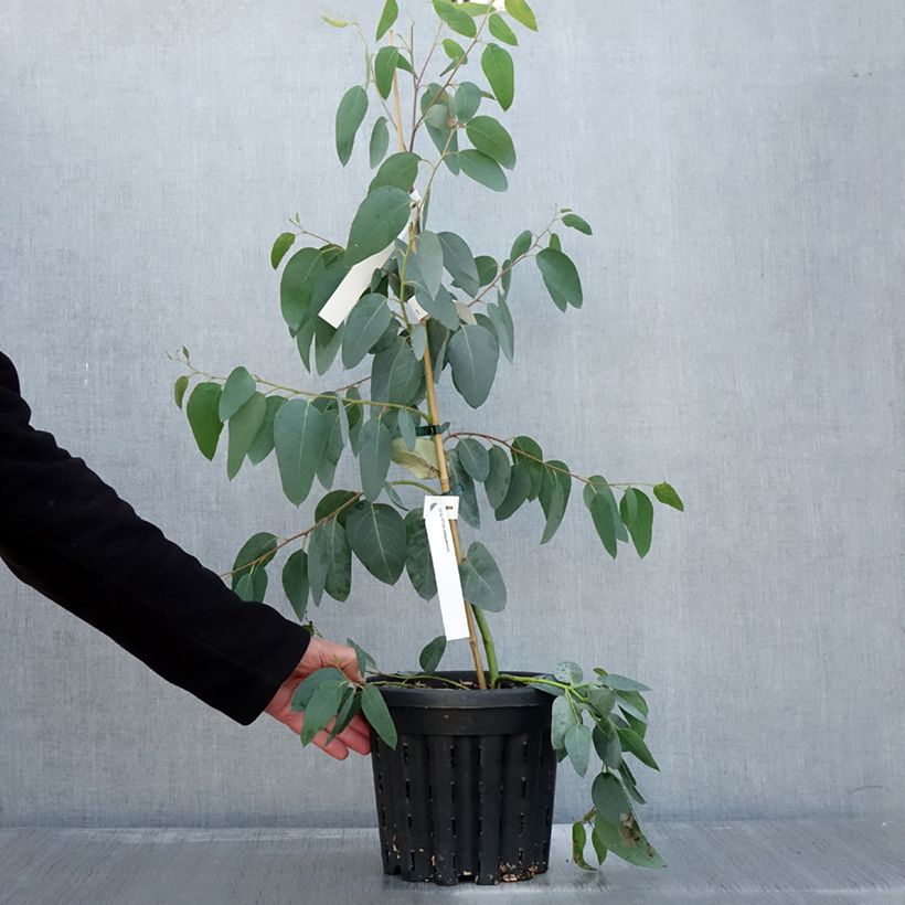 Amostra de Eucalyptus delegatensis subsp. tasmaniensis  Pot de 4L/5L, Pot anti-chignon tal como entregue no outono