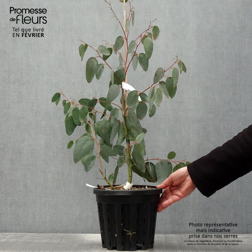 Amostra de Eucalyptus delegatensis subsp. tasmaniensis  Vaso de 4 L/5 L tal como entregue no inverno