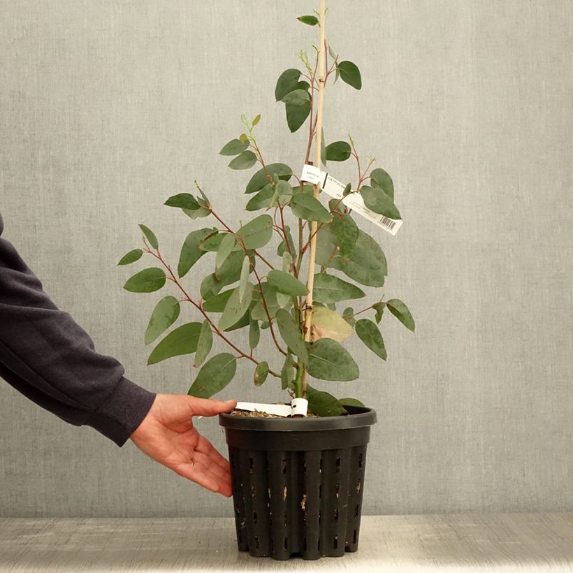 Amostra de Eucalyptus delegatensis subsp. tasmaniensis Vaso de 4 L/5 L tal como entregue na primavera