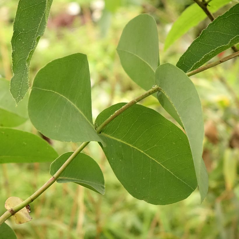 Eucalyptus elliptica (Folhagem)