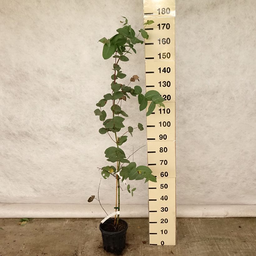 Amostra de Eucalyptus elliptica Vaso de 4 L/5 L tal como entregue no verão