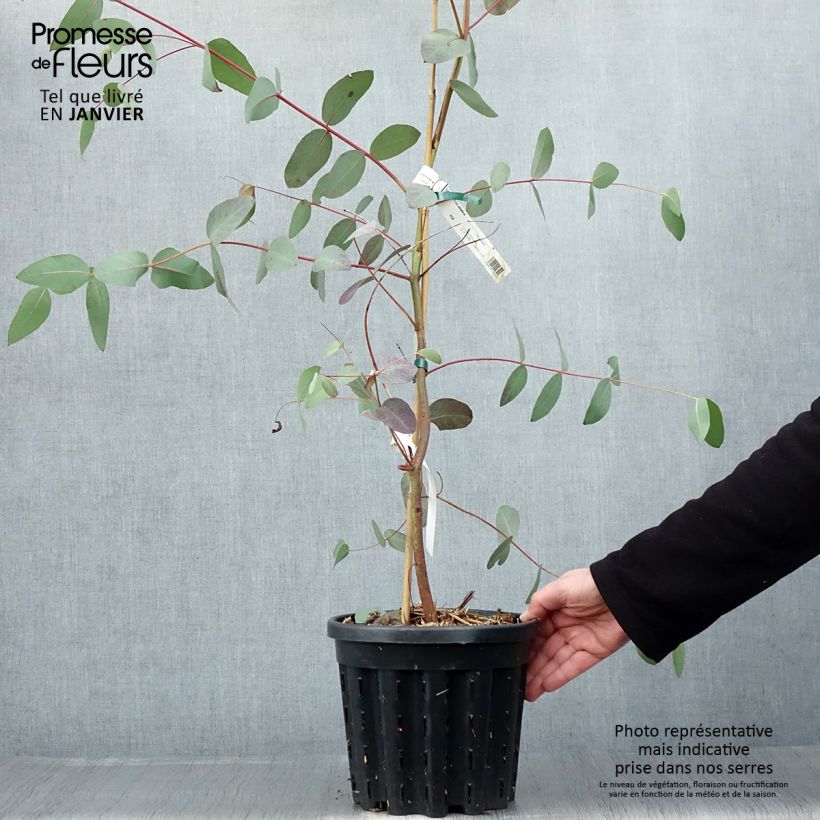 Amostra de Eucalyptus elliptica Vaso de 4 L/5 L tal como entregue no inverno