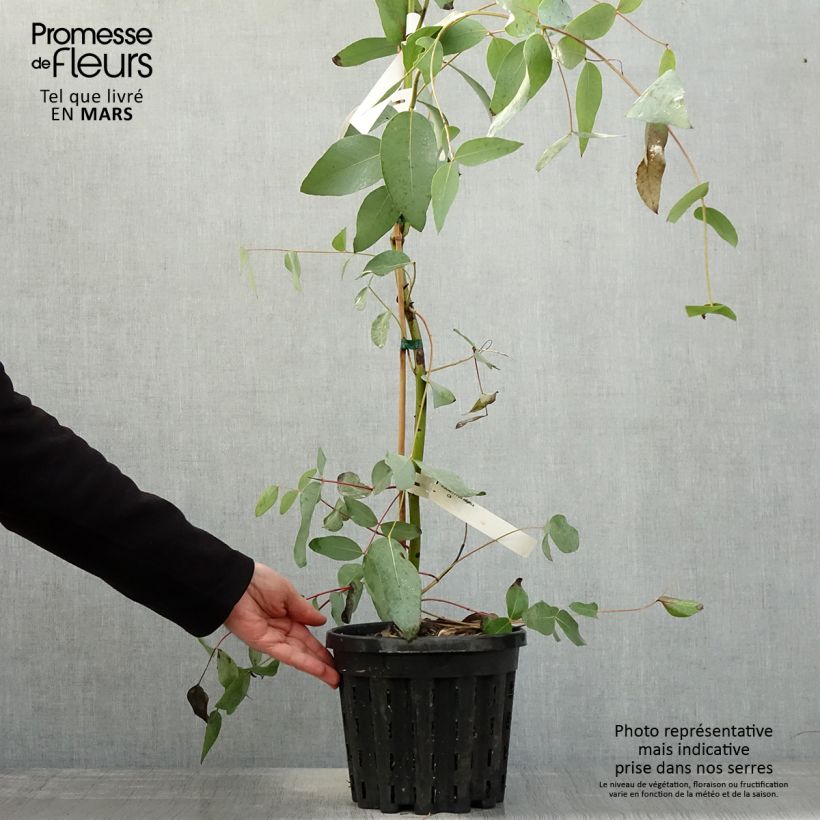 Amostra de Eucalyptus elliptica Vaso de 4 L/5 L tal como entregue na primavera