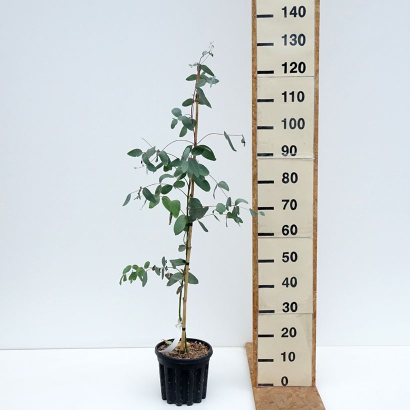 Amostra de Eucalyptus elliptica Vaso de 4 L/5 L tal como entregue no outono