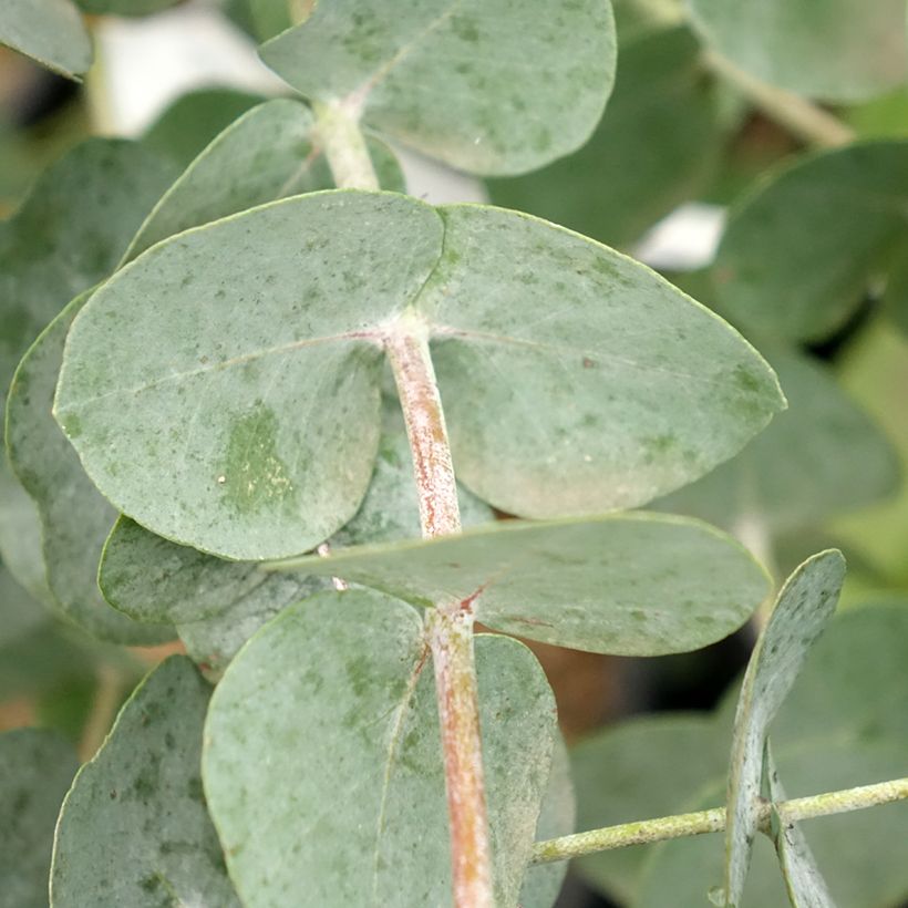Eucalyptus glaucescens Guthega (Folhagem)