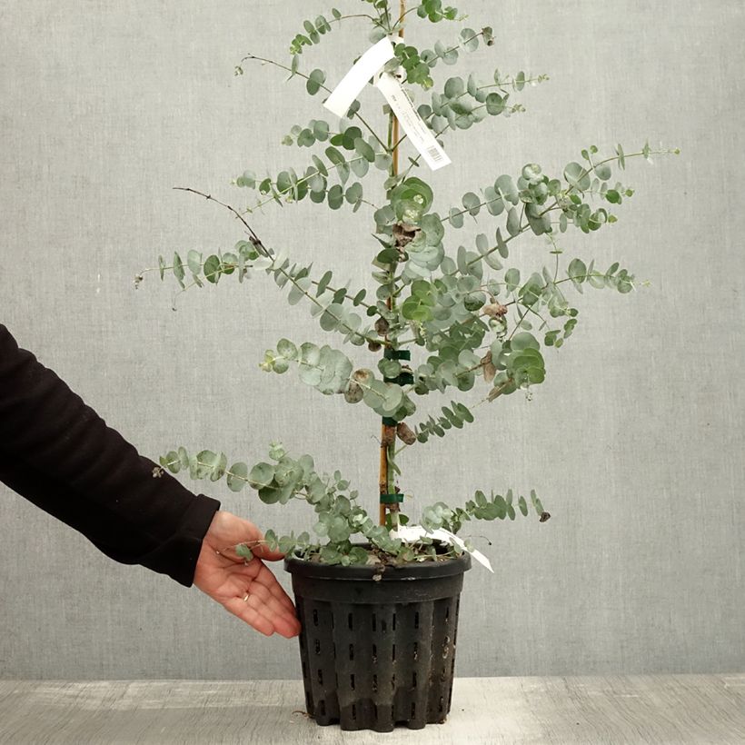 Amostra de Eucalyptus glaucescens Guthega - Gommier Tingiringi Pot de 4L/5L, Pot anti-chignon tal como entregue no outono