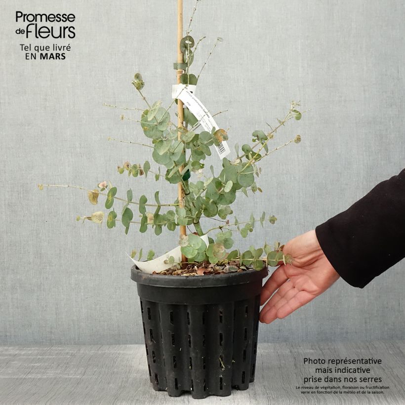 Amostra de Eucalyptus glaucescens Guthega Vaso de 4 L/5 L tal como entregue na primavera