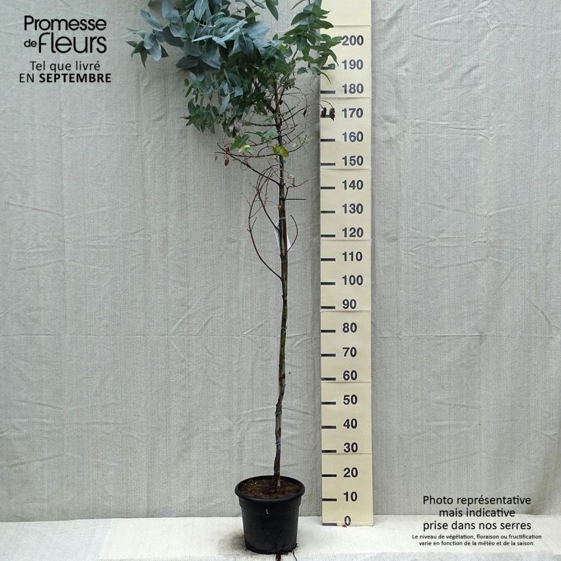 Amostra de Eucalyptus globulus Vaso de 7,5 L/10 L tal como entregue no outono