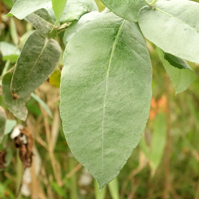Eucalyptus globulus subsp. bicostata (Folhagem)